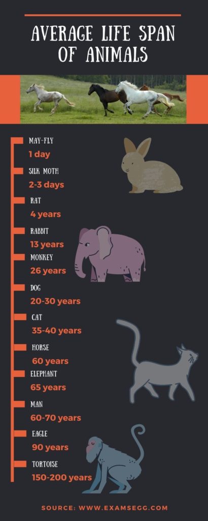 Life Span of Animals - Infographic