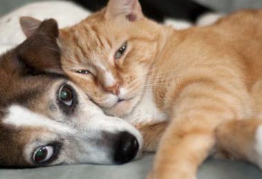 quiz questions on animals