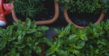 MCQs on Biofertilizers