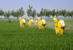 quiz on pesticides