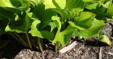 plant breeding quiz