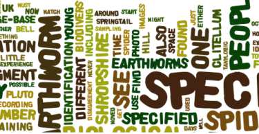 Phylum Chordata quiz