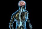 nervous system quiz