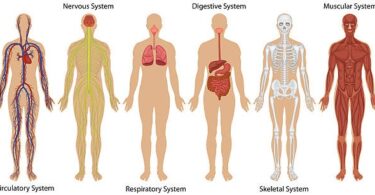 human body facts quiz