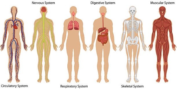 human body facts quiz