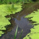 algae online questions