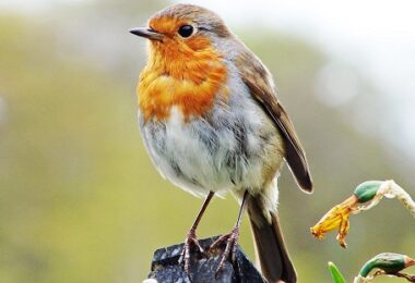 birds quiz