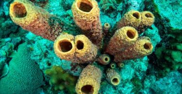 quiz on sponges