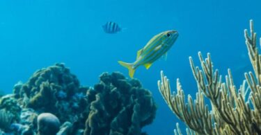 difference between ocean and sea