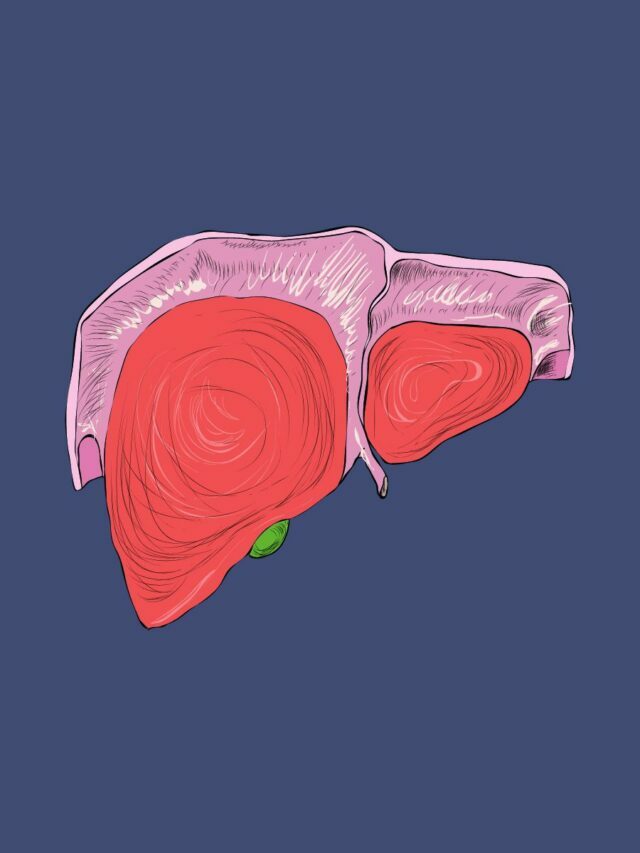 What does the Liver do?