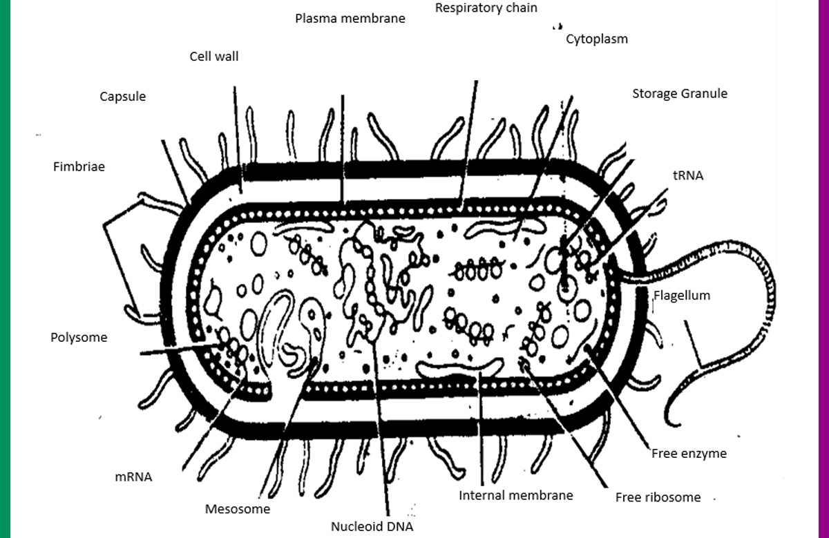 bacteria quiz