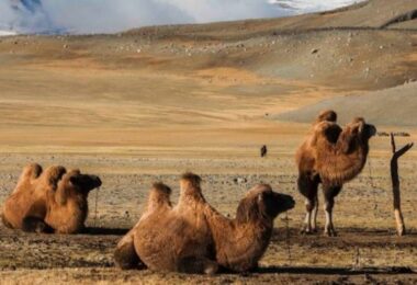 mongolia quiz