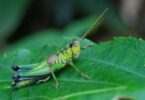 grasshoppers trivia quiz