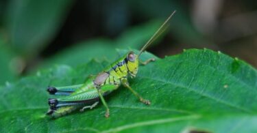 grasshoppers trivia quiz