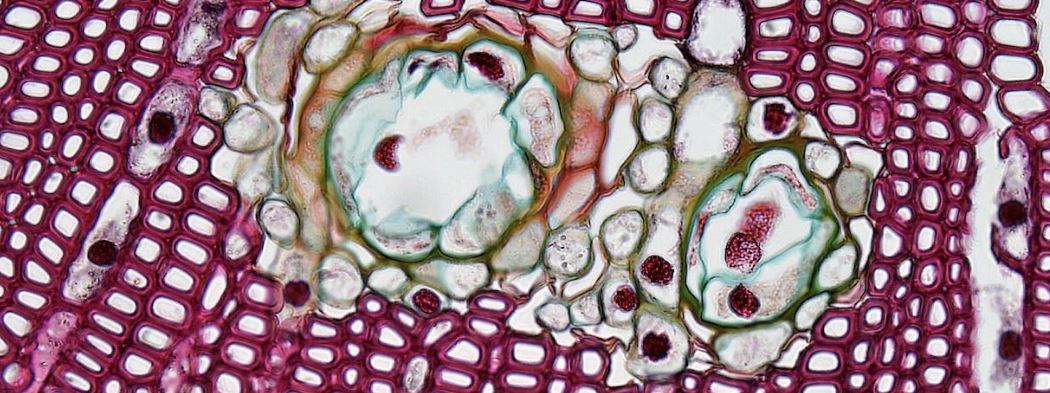 histology quiz