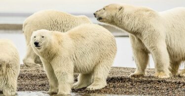 polar bear trivia questions