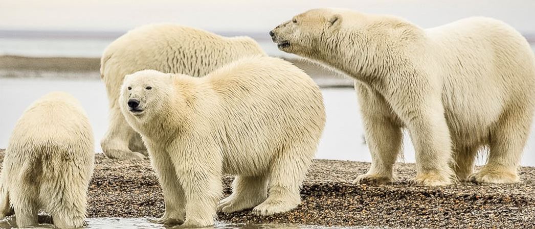 All about Polar Bear (Quiz) - 20 Questions with Answers