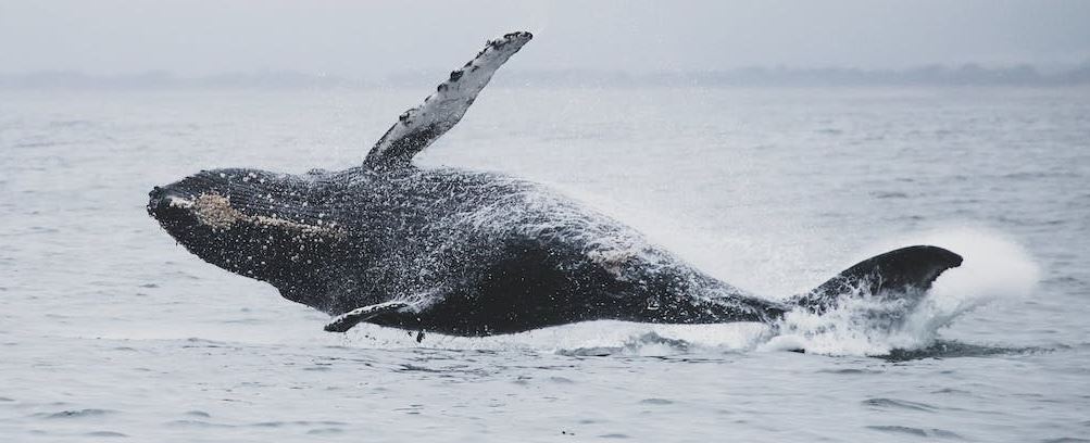 whale questions
