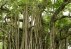 banyan tree questions