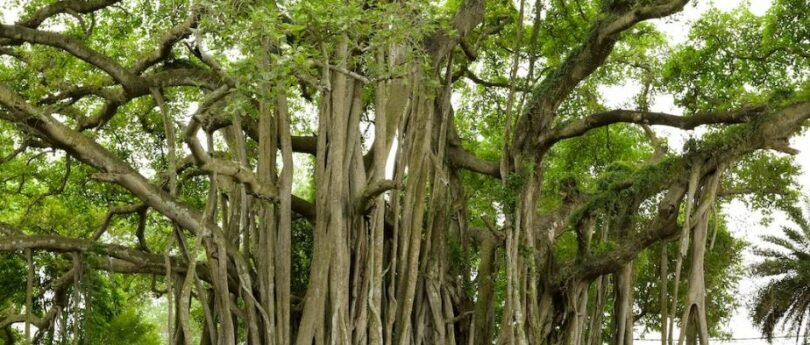 banyan tree questions