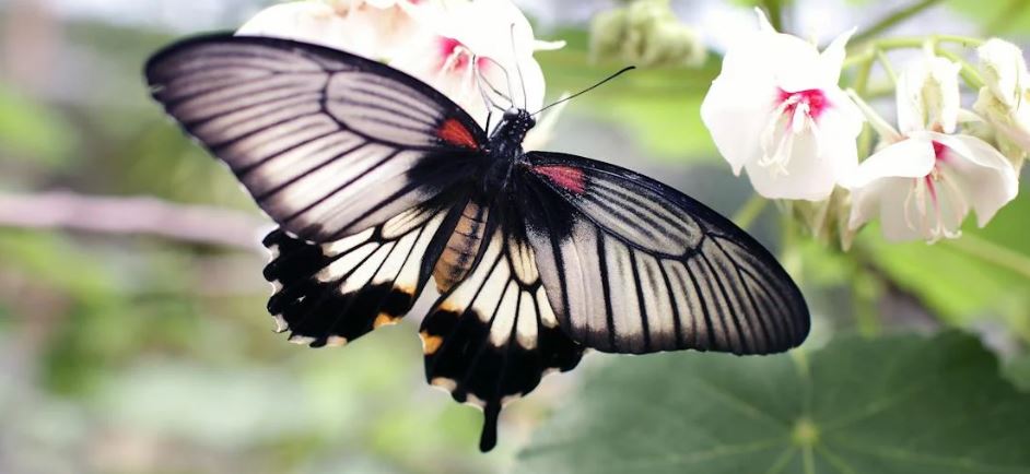 butterflies quiz