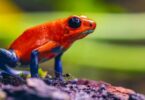 frog anatomy quiz