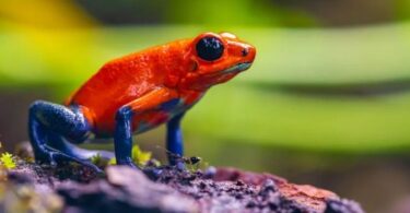 frog anatomy quiz