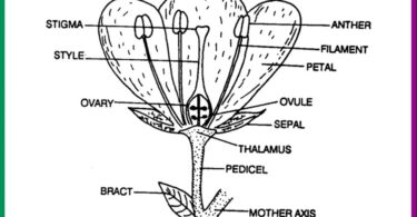 morphology of angiosperms questions