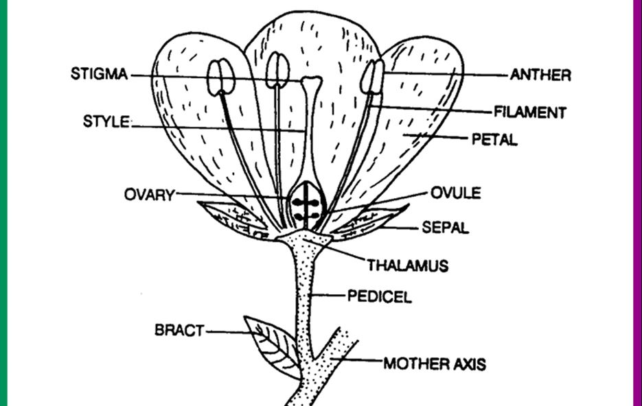 morphology of angiosperms questions