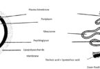 Economic-Importance-of-Bacteria-Quiz