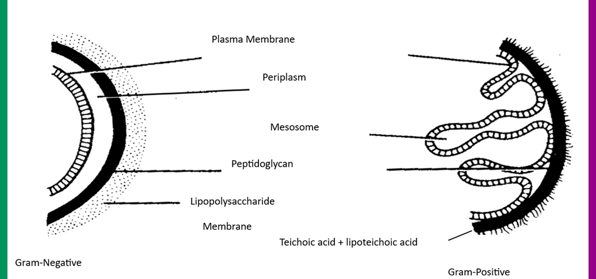 Economic-Importance-of-Bacteria-Quiz