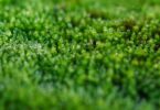 bryophyte quiz