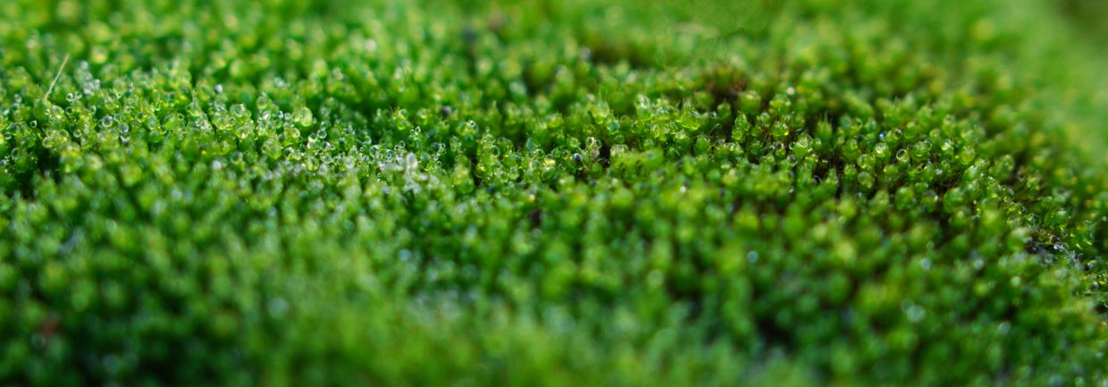 bryophyte quiz