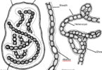 cyanobacteria quiz