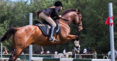 equestrian quiz
