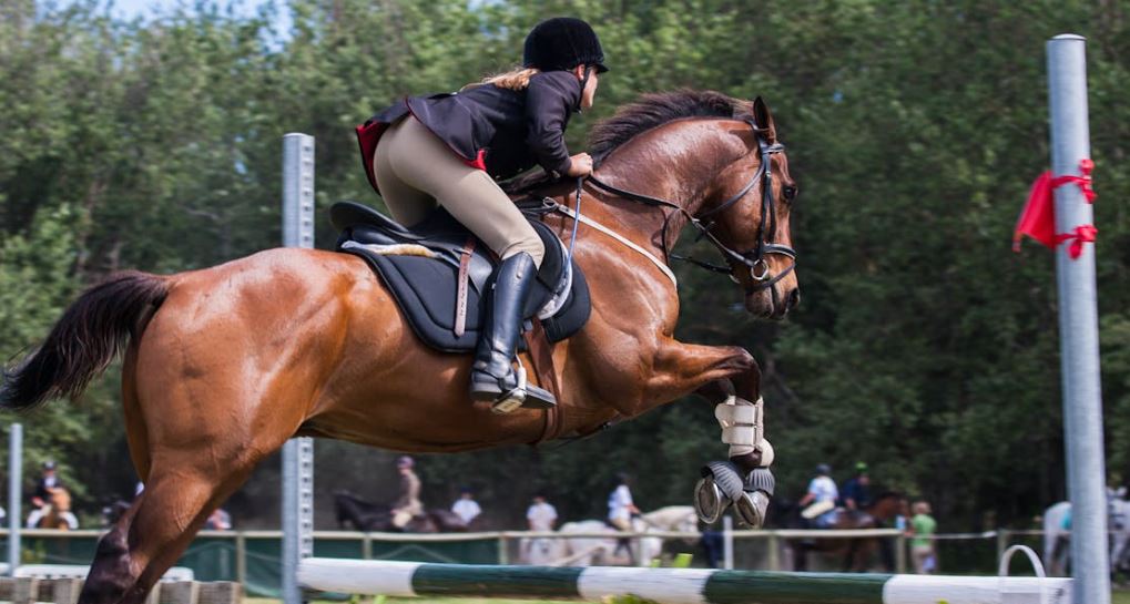 equestrian quiz