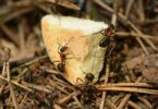 ants trivia science quiz