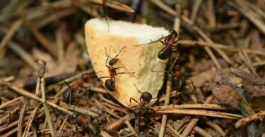 ants trivia science quiz