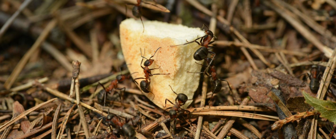 ants trivia science quiz
