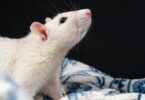 rat quiz