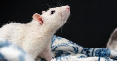 rat quiz