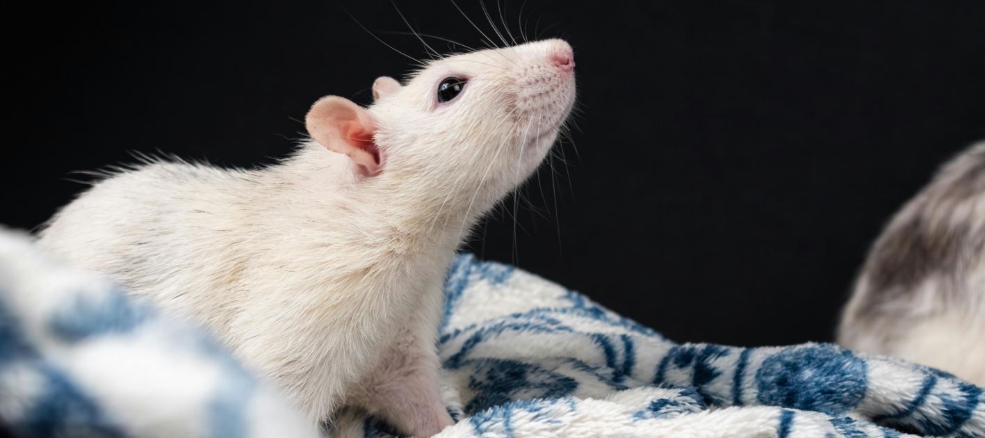 rat quiz